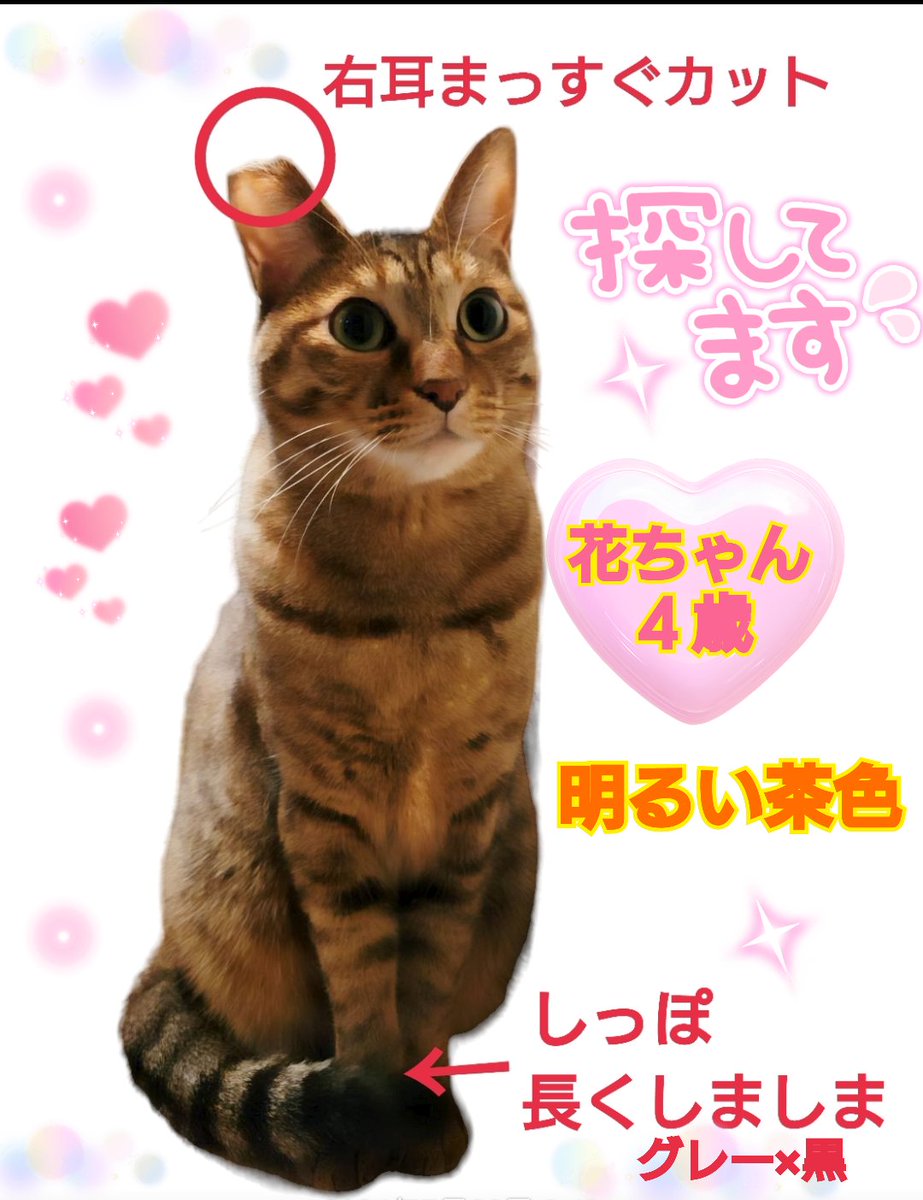 猫を探しています。花ちゃん４歳。明るい茶色、右耳まっすぐカット、長い尻尾はグレー×黒です。2024年4月11日横浜市金沢区富岡東の自宅から私の不注意で外に出てしまい迷子のままです。ずっと探しています。
#猫を探しています 
#拡散希望 
#リポストお願いします 
#横浜市金沢区