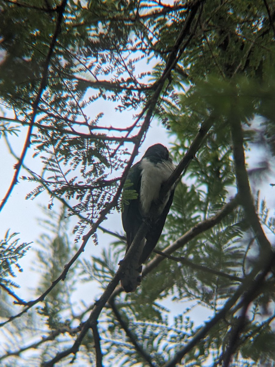 reallifesafaris's tweet image. Klaas's Cuckoo with @reallifesafaris !
📍Nyarutarama Wetland 2026
" Travel with #reallifesafaris then you experience, explore, discover, enjoy, learn, relax, connect to nature,...more beyond expectations" 
reallifesafaris.com 
#birding
#nature 
#adventure 
#tourists 
#kigali