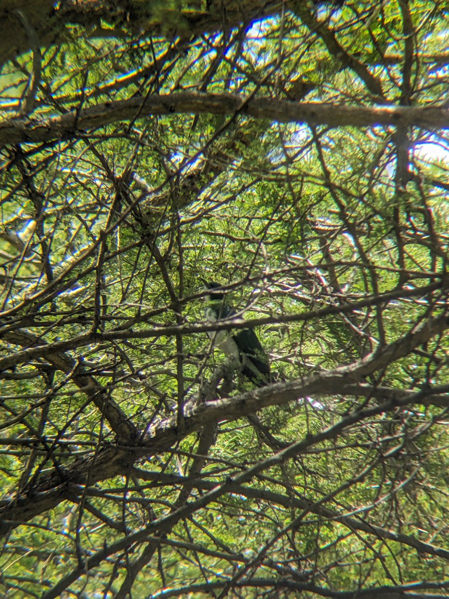 reallifesafaris's tweet image. Klaas's Cuckoo with @reallifesafaris !
📍Nyarutarama Wetland 2026
" Travel with #reallifesafaris then you experience, explore, discover, enjoy, learn, relax, connect to nature,...more beyond expectations" 
reallifesafaris.com 
#birding
#nature 
#adventure 
#tourists 
#kigali