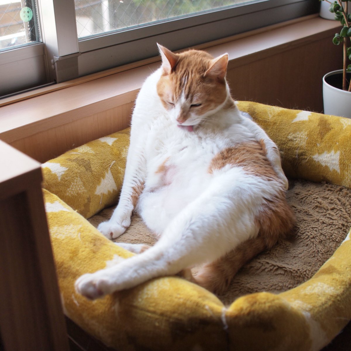 猫雑貨と和カフェ・王冠印雑貨店 tweet media