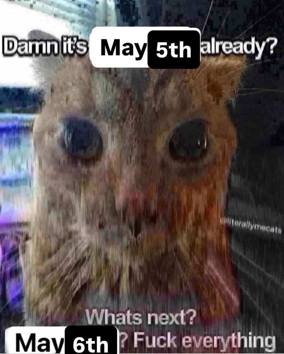 LiterallyMeCats tweet media