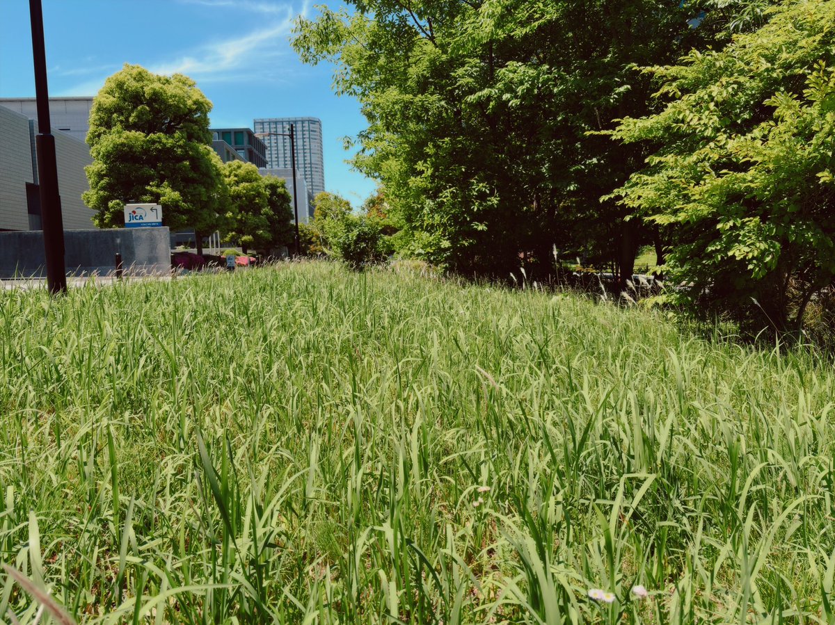 aki's tweet photo. HQ Foliage https://t.co/pxi4KDTrfC