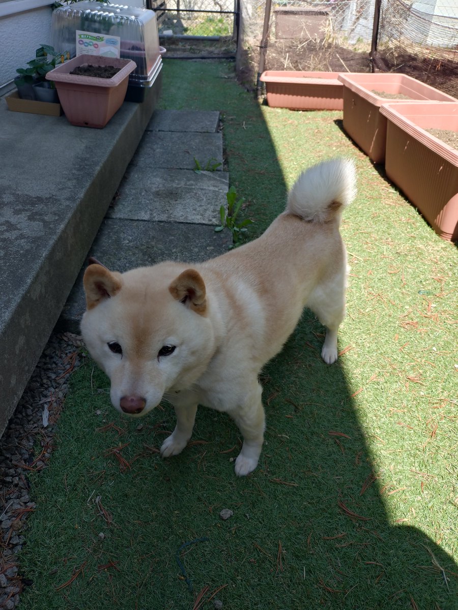 Yuha_c's tweet photo. 今日のMame-Shiba

今日も通院、結局連休は今日まで毎日通った…食欲も戻ってきて吐かなくなっているので、明日以降は様子見で…

#豆柴 https://t.co/TDbvHdLkC4