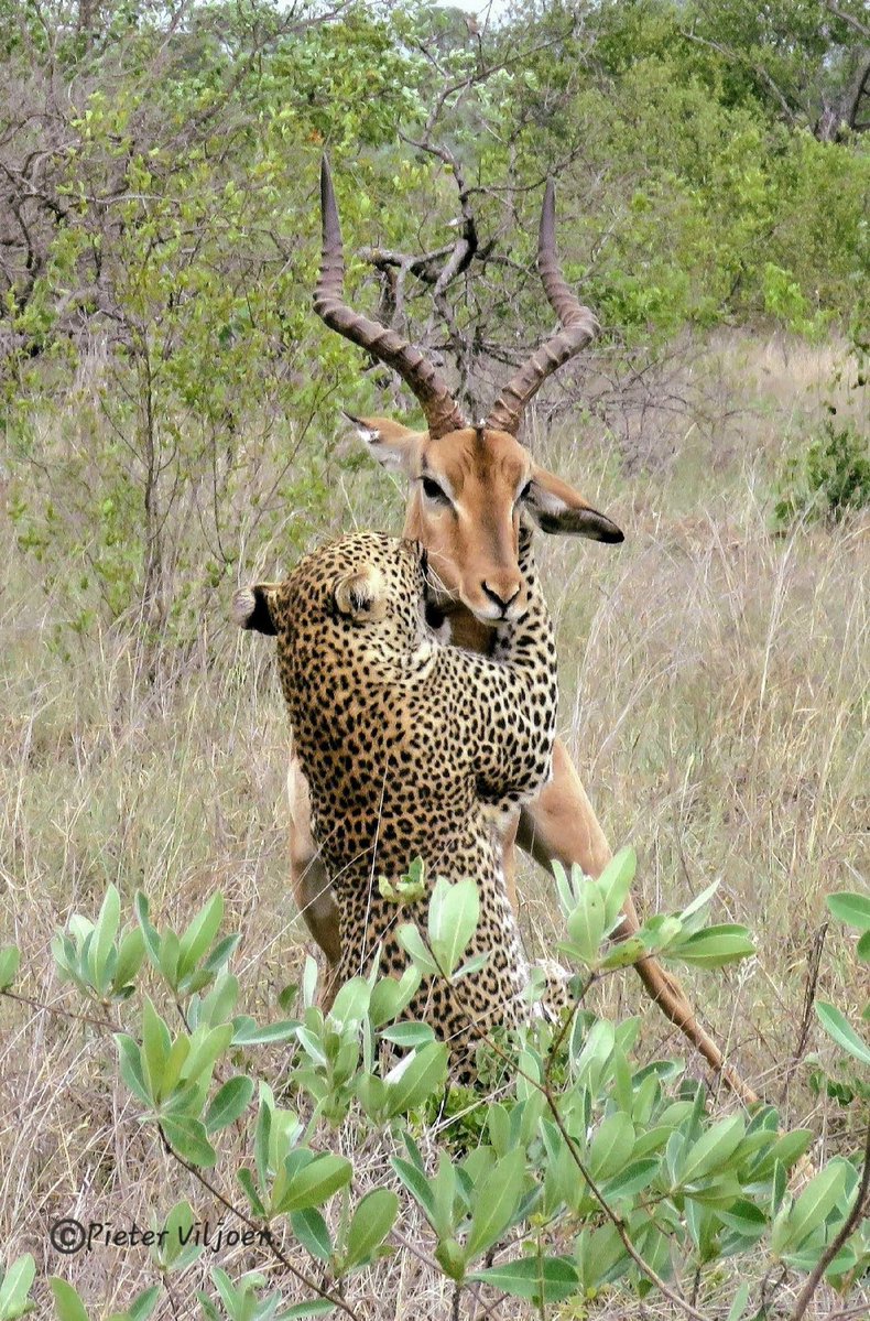 SANParks tweet media