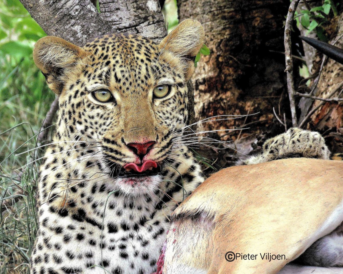 SANParks tweet media