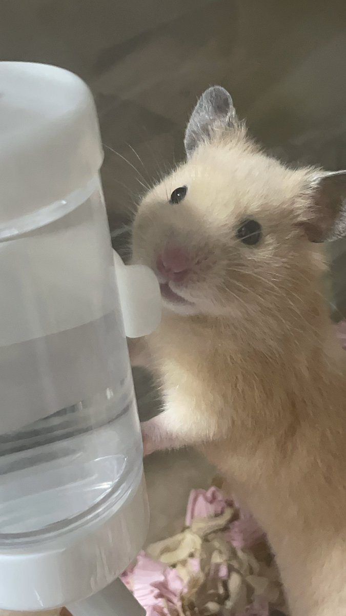 🐹W家の愉快な仲間達🐹ハム、ニャン、ワン tweet media