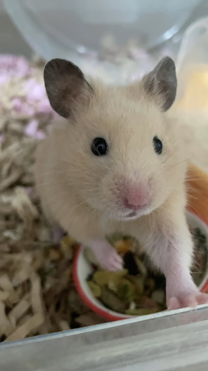 🐹W家の愉快な仲間達🐹ハム、ニャン、ワン tweet media