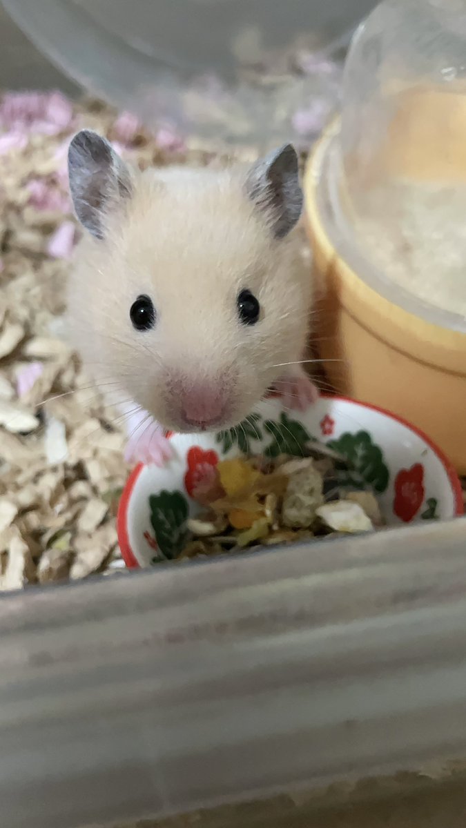 🐹W家の愉快な仲間達🐹ハム、ニャン、ワン tweet media
