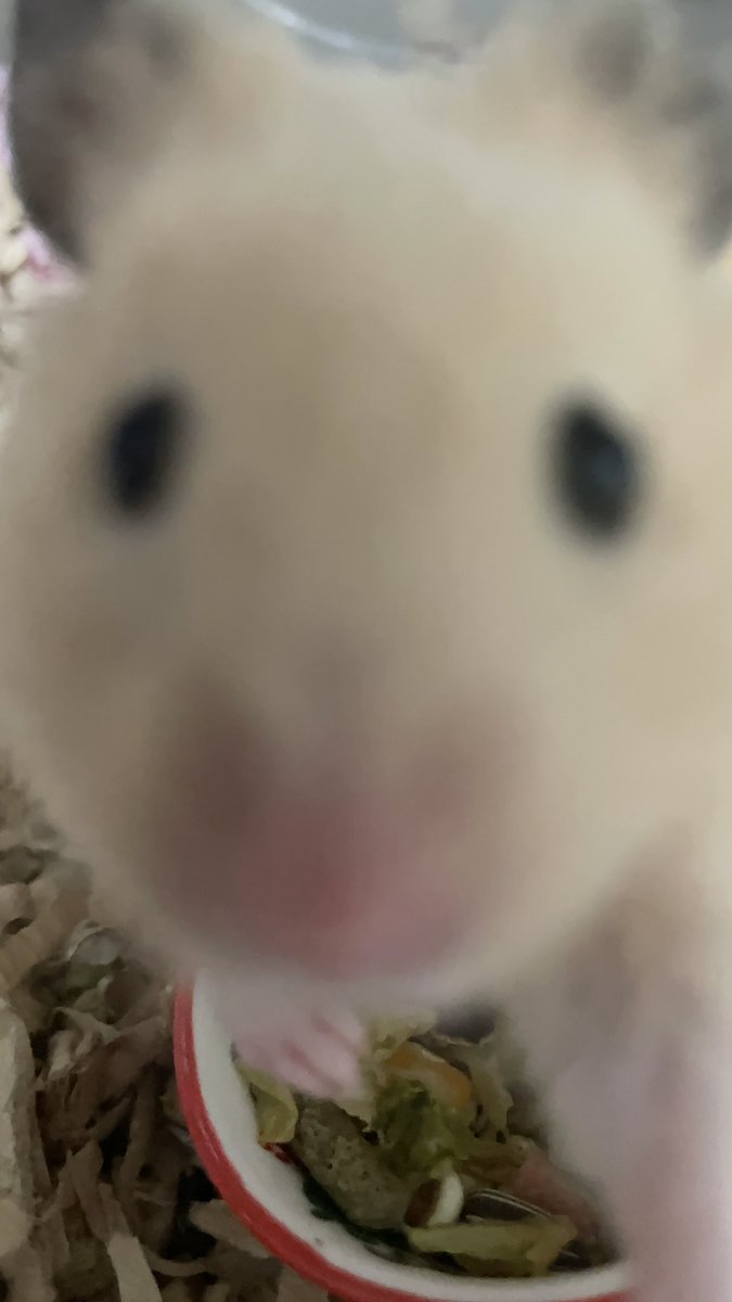 🐹W家の愉快な仲間達🐹ハム、ニャン、ワン tweet media