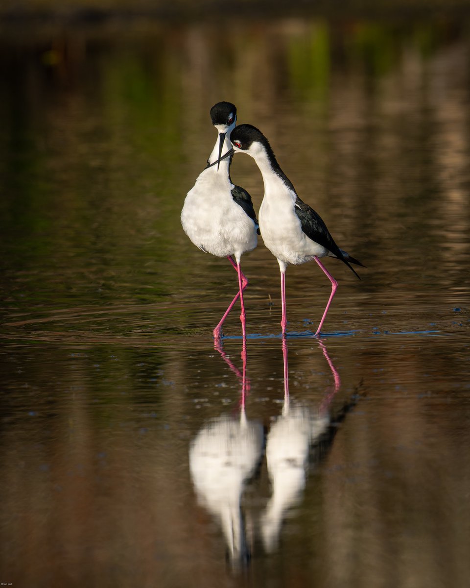balail's tweet image. Black-necked Stilts
#photography #naturephotography #wildlifephotography #thelittlethings