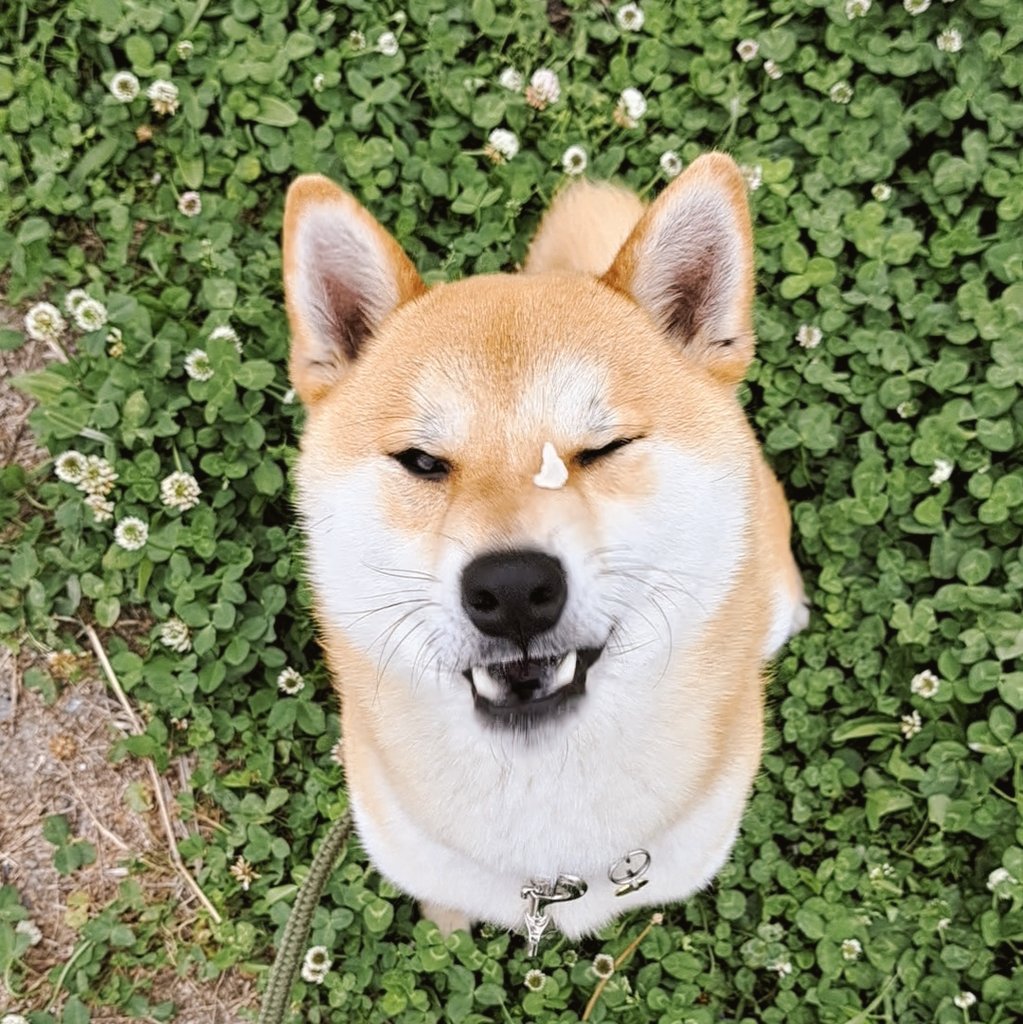 ノリきなコペン tweet media