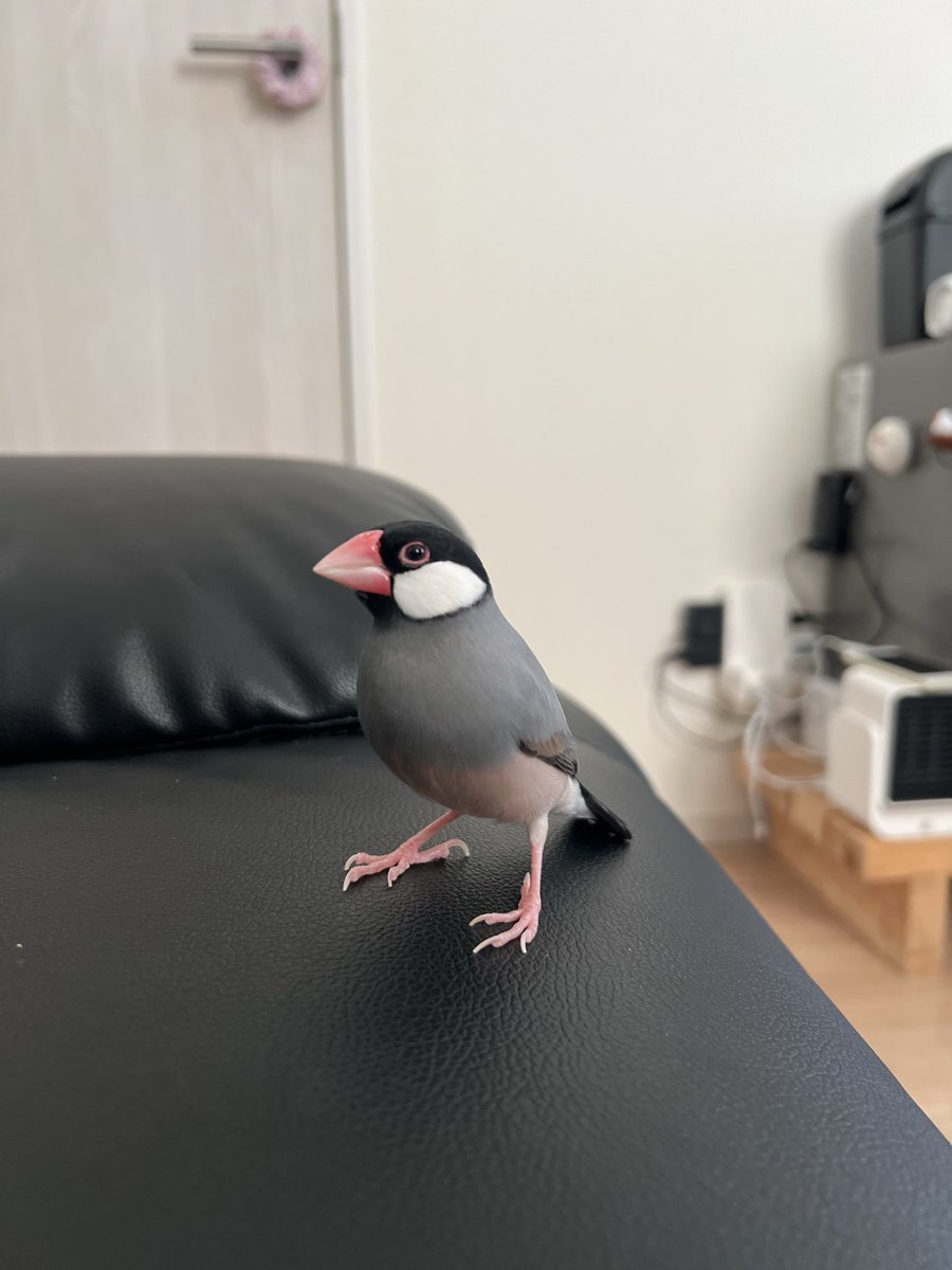 白文鳥のコッコ tweet media