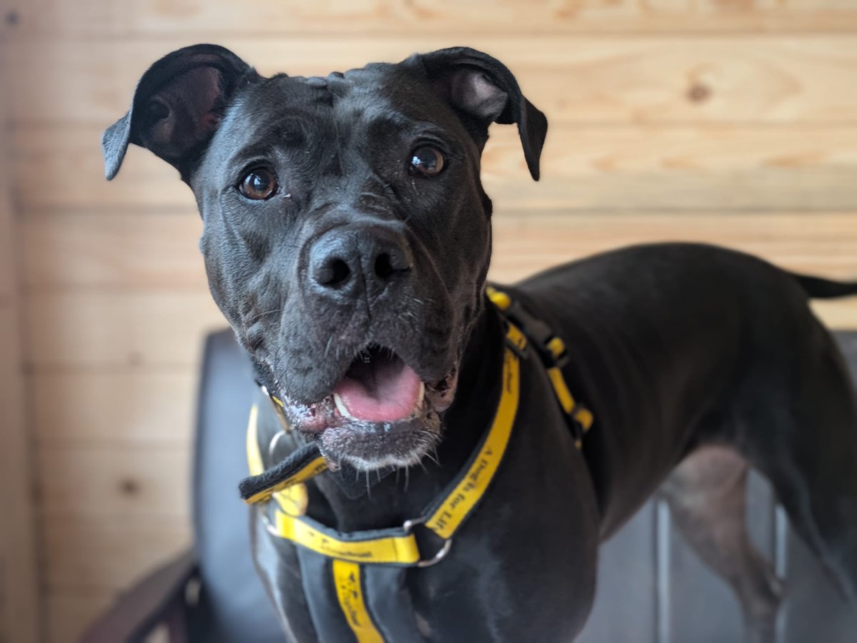 DogsTrust West Calder (Edinburgh) and Dundee tweet media
