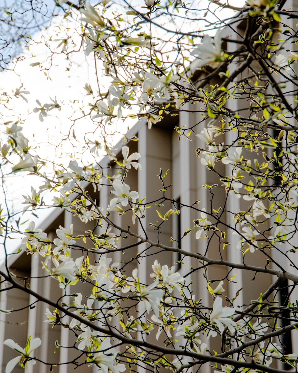 Hokkaido University tweet media