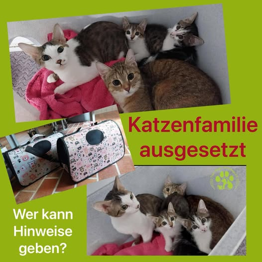 yolandaschultes's tweet photo. 71642   Poppenweiler - Ludwigsburg
Katzenfamilie im Wald, in Transporttaschen ausgesetzt
Kopie Tierengel unterwegs e.V. - die Tiernothilfe
Katzen-Familie ausgesetzt, wer kann Hinweise geben?
Wer kennt diese Katzenfamilie?
Oder diese Taschen? In denen wurden die total verängstigten Katzen im Wald in der Nähe von LB-Poppenweiler ausgesetzt. Gefunden wurden sie heute Morgen.
Hinweise bitte an das Tierheim Ludwigsburg 07141/250410 oder gern auch an uns. 0178/9313465
Alles Liebe für Euch und bleibt gesund!
Euer "Tier-Engel unterwegs e.V. – die Tiernothilfe" – Team