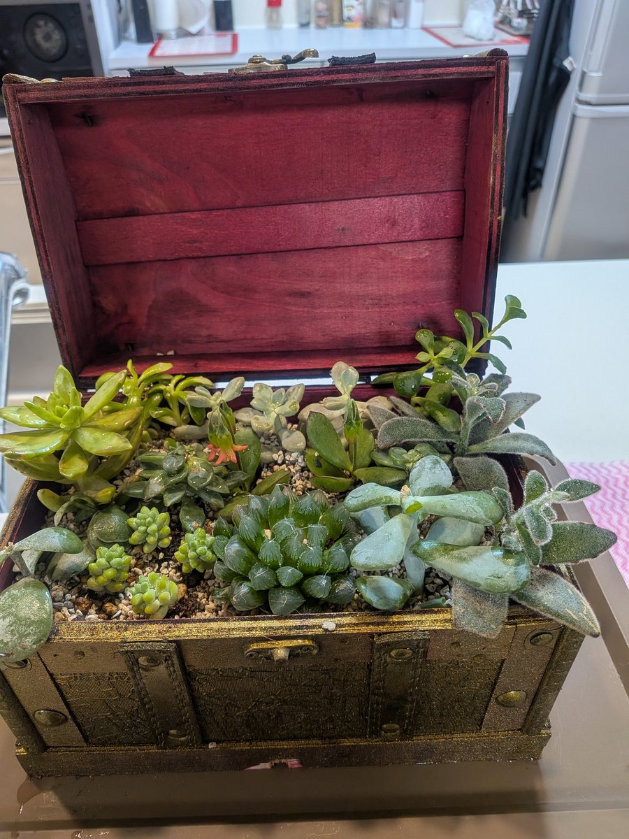 多肉の寄せ植えはじめてやってみた 宝箱〜ヽ(=´▽`=)ﾉ あと隙間を