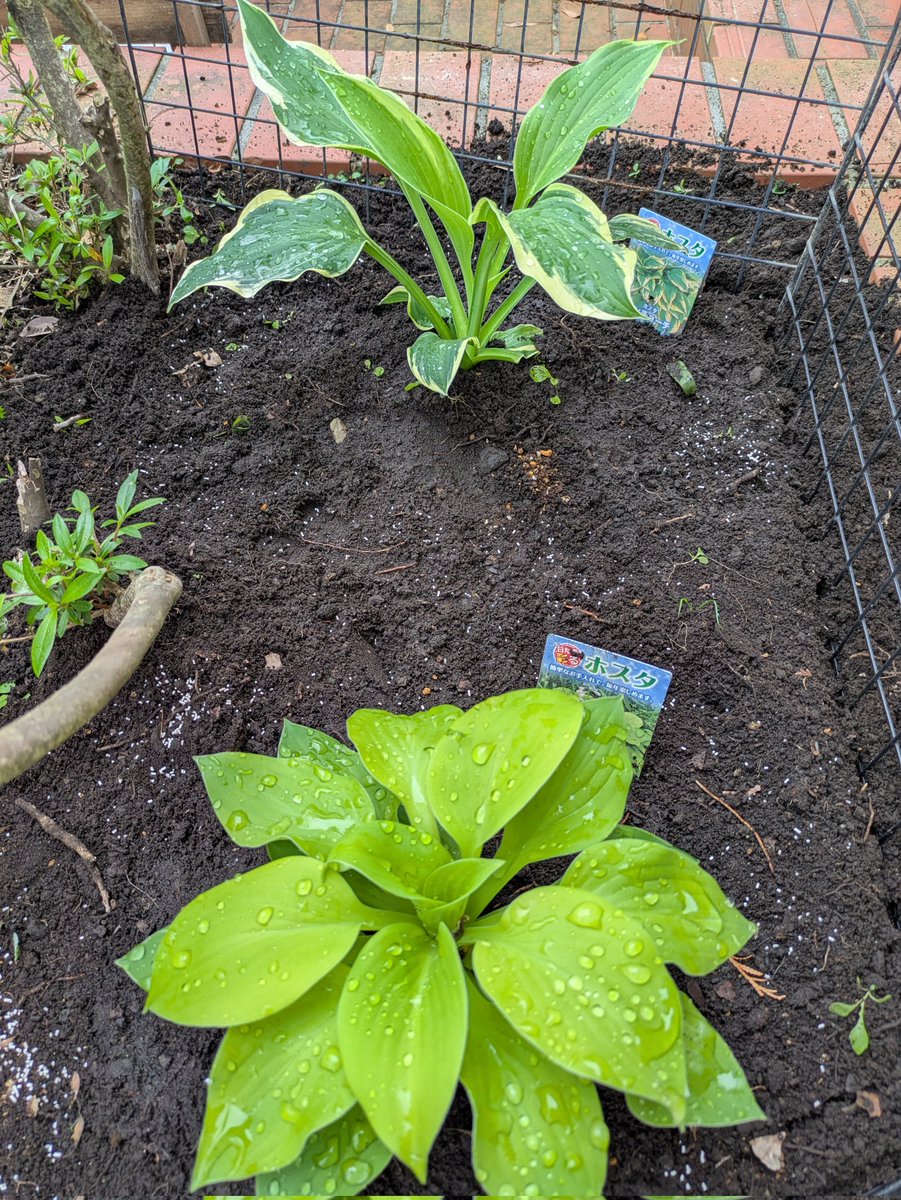 osanpomiho's tweet photo. ここ数年
GWはガーデニング🌿
と決めてる私

お天気の様子を見ながら
草取り＆植栽＆配置変え

今年はホスタさんを
二株お迎えしたよ🪴🪴

レモンの木も健在🍋
冬に葉が全部落ちて
心配したけど…
すっかり元気に😊👍✨

実は薔薇にも挑戦してる🌹
それはまた後日…😉
#今日の私ごと
#マイガーデン https://t.co/t00aIe1oMp