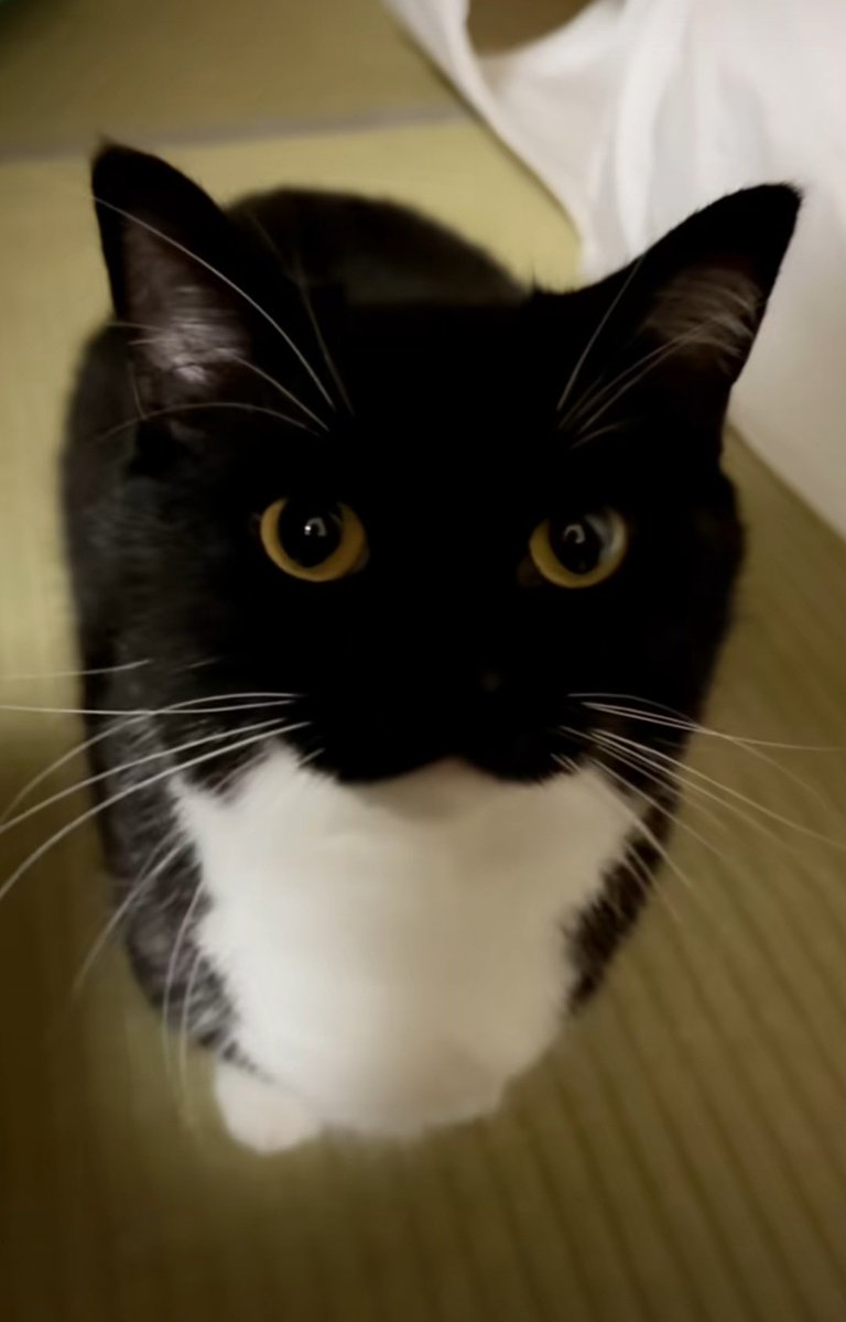 Gravitationxx's tweet photo. I must be crazy to think he looks like this cat
#BiHan https://t.co/0cQwJ8y40W