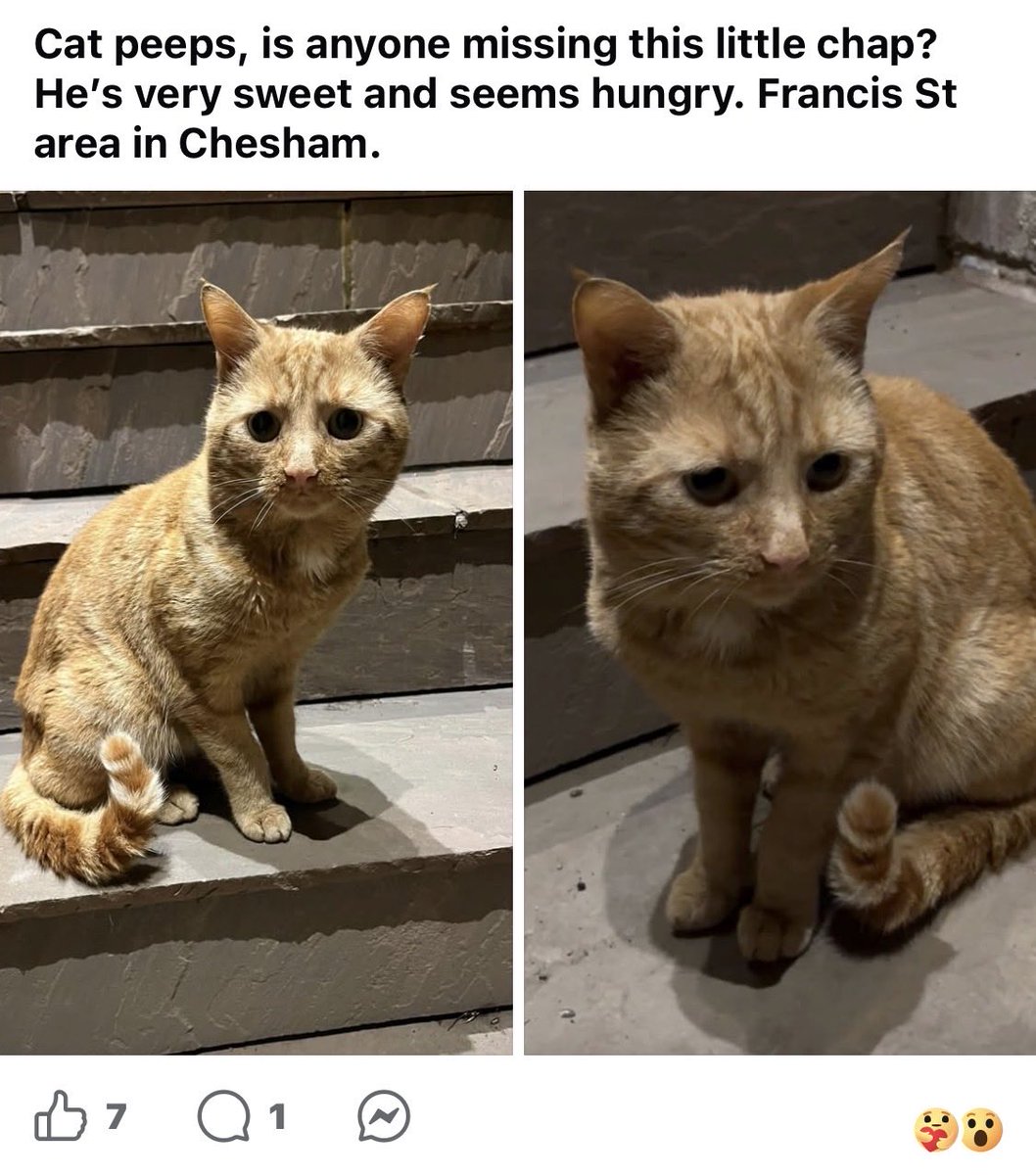 Aylesburycat's tweet photo. Does anyone recognise this lovely boy? Heβs hanging around the Frances Street area of Chesham - not yet checked for a chip. #cats #chesham #Buckinghamshire #foundcats #missingcats https://t.co/akP2IoRiu6