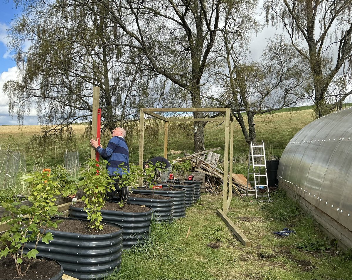 HeelanHomestead's tweet image. This year we’ve planted some red, white and black currant bushes in the garden. So, while the sun is shining, we decided to make a start on our fruit cage. 🌱

heelanhomestead.co.uk

#fruit #spring #gardening #scotland #homestead #spring #projects #diy #growyourownfood #berries