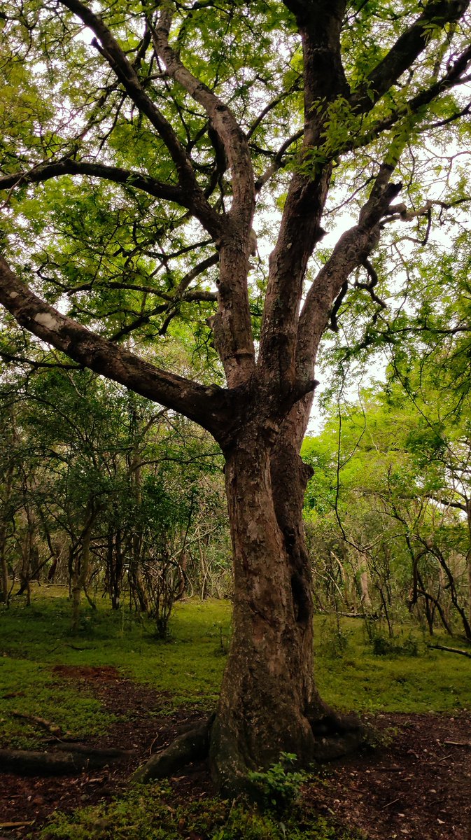 parsan2026's tweet image. Trees in their dancing postures (as I like to refer them) 🪾😊🌳✨️💚

#ThickTrunkTuesday 
#Treepeople 
#TreeClub 

#parsan📸