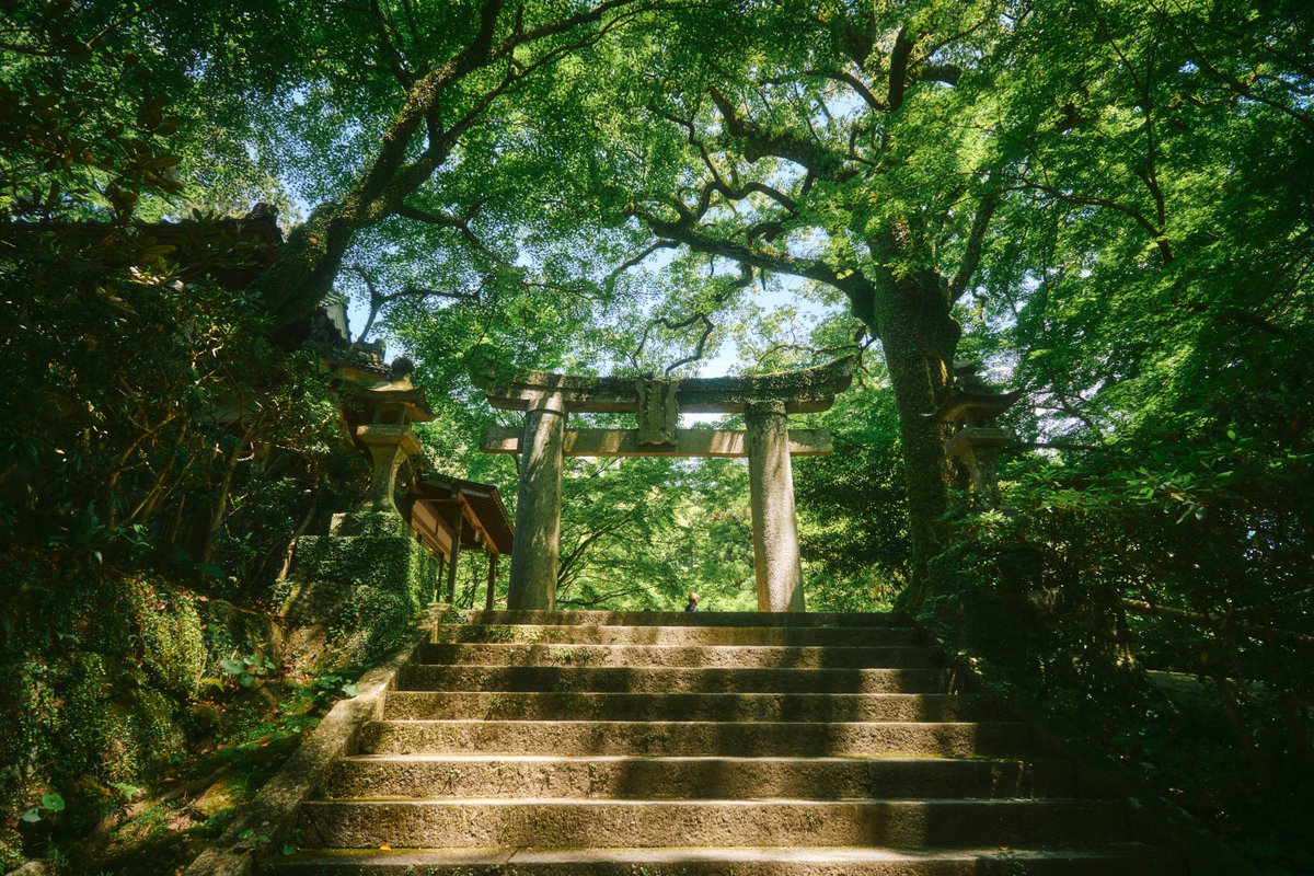 真道 健志 / Shindo Takeshi tweet media