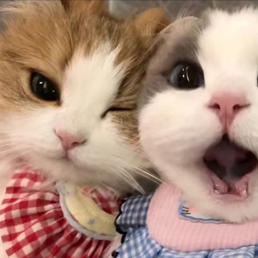 cutest cats tweet media