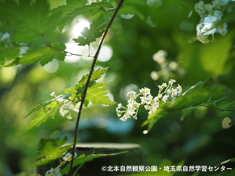 埼玉県自然学習センター【公式】 tweet media