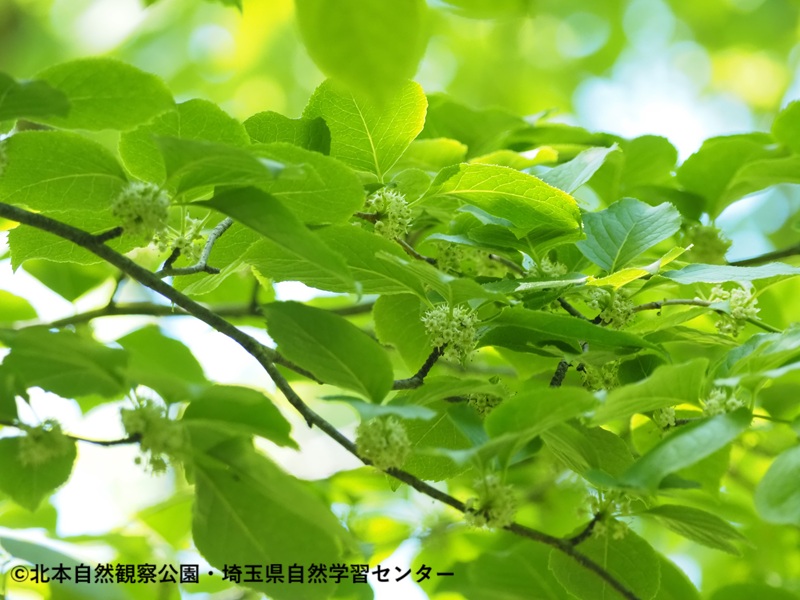 埼玉県自然学習センター【公式】 tweet media