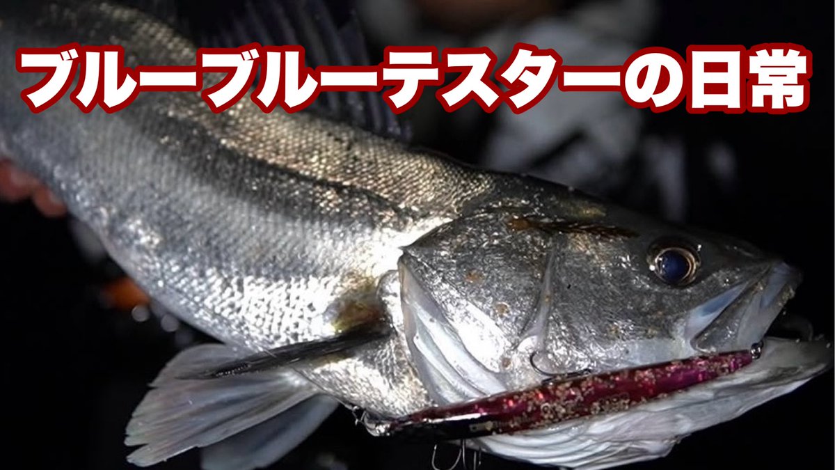 寺岡寿人"しまなみ海道の釣師" tweet media