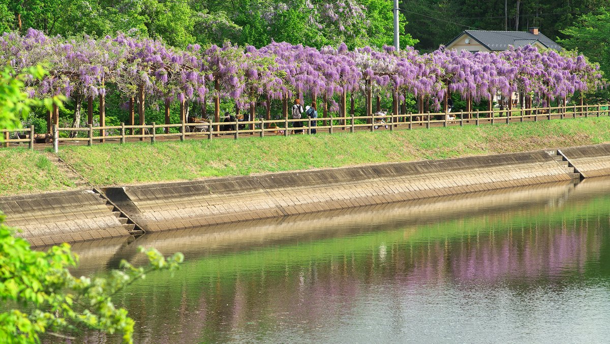 F47AK's tweet photo. 宮城･若林公園の藤。県南にある藤の穴場スポットです。 https://t.co/99g3usM56P