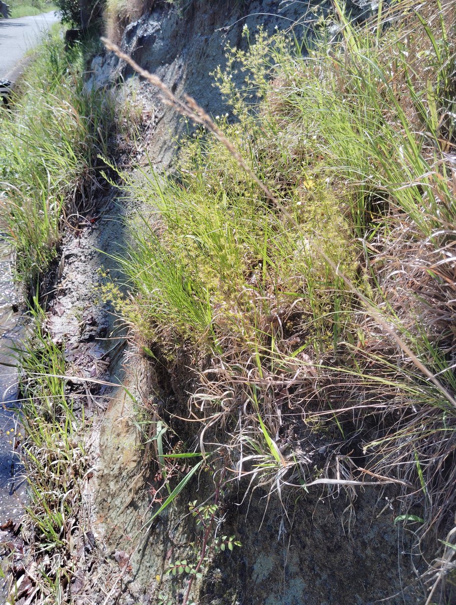 ニコライ(食虫植物・古墳) tweet media