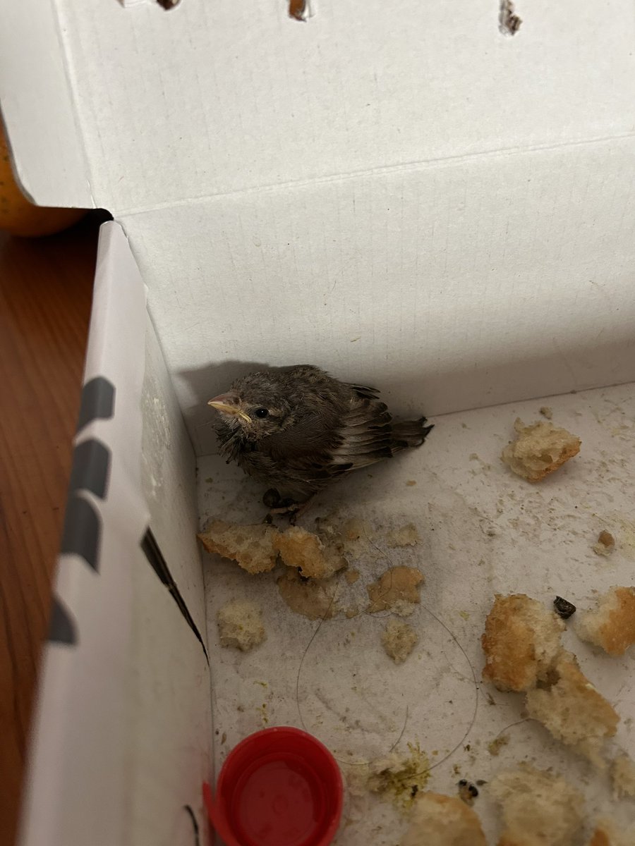 Anoche llegando a casa me encuentro un pajarito que estaba entrando en la puerta de mi casa, viendo que no podía volar, ahora se llama Tolomeo. (Al menos durante 3/4 dias)