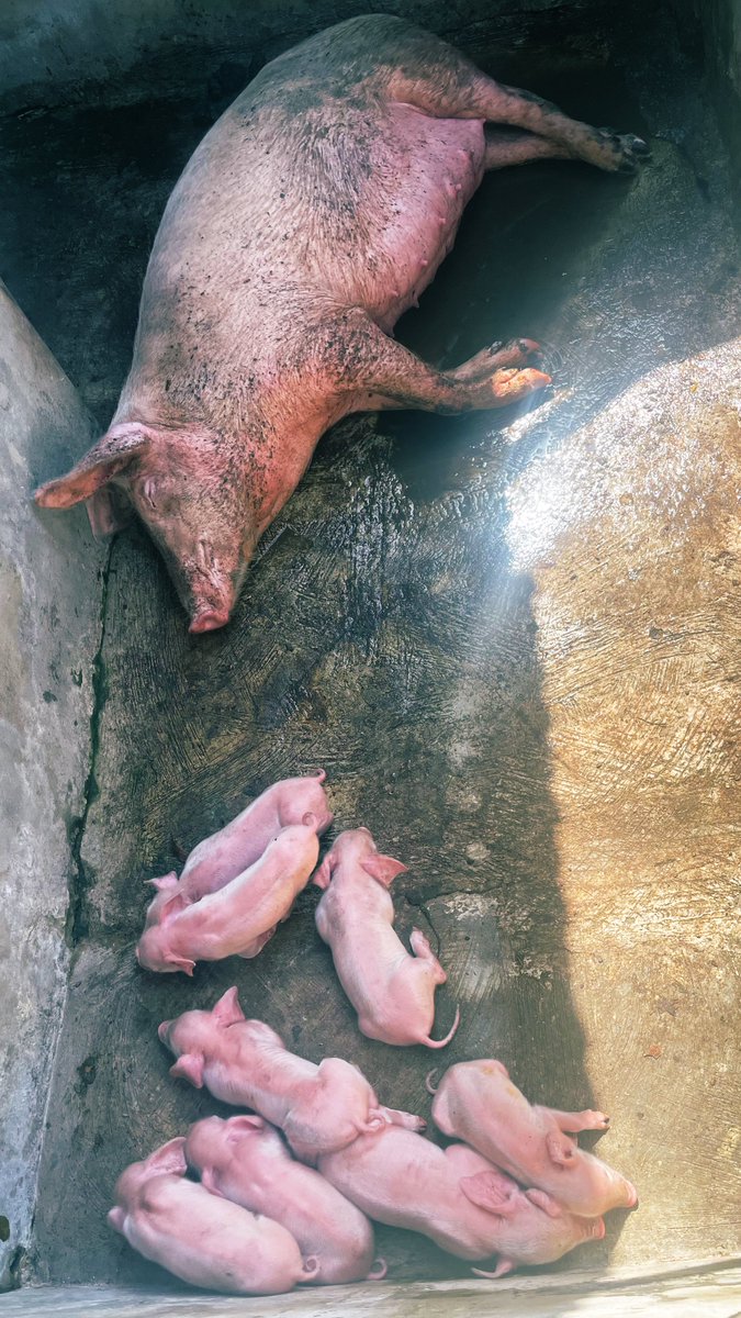EnigmaSigma01's tweet photo. Update from my pig farm: I now have 8 healthy new piglets! One didn't survive but the rest are doing very well. This moment feels both sweet &amp; emotional. Rookie farmer life is full of ups &amp; downs. Grateful. 🐷🐖 https://t.co/ypKDDeHHAX