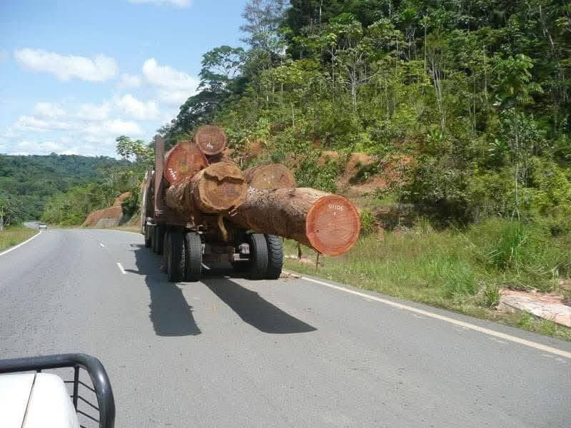 foresttimberltd's tweet photo. The Earth’s two lungs... https://t.co/sKyw5EM6iO
