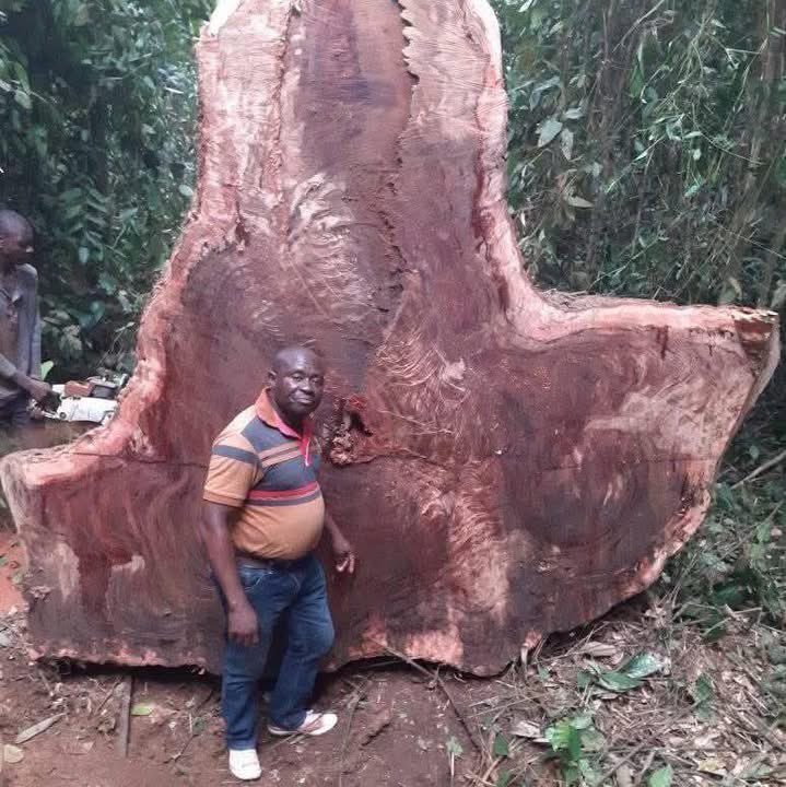 foresttimberltd's tweet photo. The Earth’s two lungs... https://t.co/sKyw5EM6iO