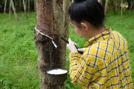 UI_NEWZ's tweet image. India’s rubber industry can learn from Southeast Asia’s sustainability, technology, and certification-driven growth to reduce imports and boost global competitiveness.

uinewz.com/opinion/lesson…

#RubberIndustry #SoutheastAsia #sustainability #RubberCultivation #Technology