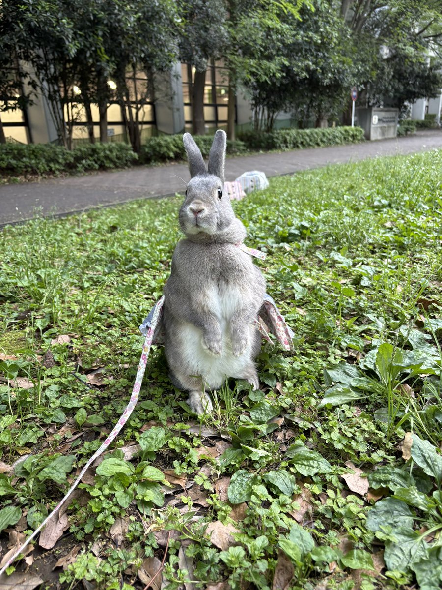 🌹リリｨ🪽🫧 tweet media