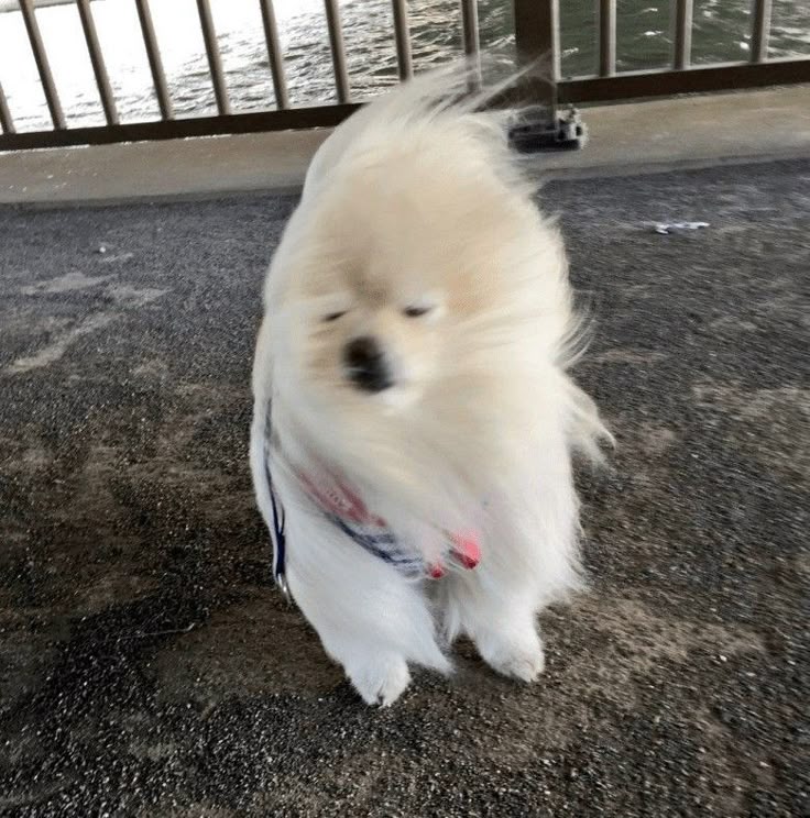 아아아아 너무 귀여워ㅓㅓㅓㅠㅠ