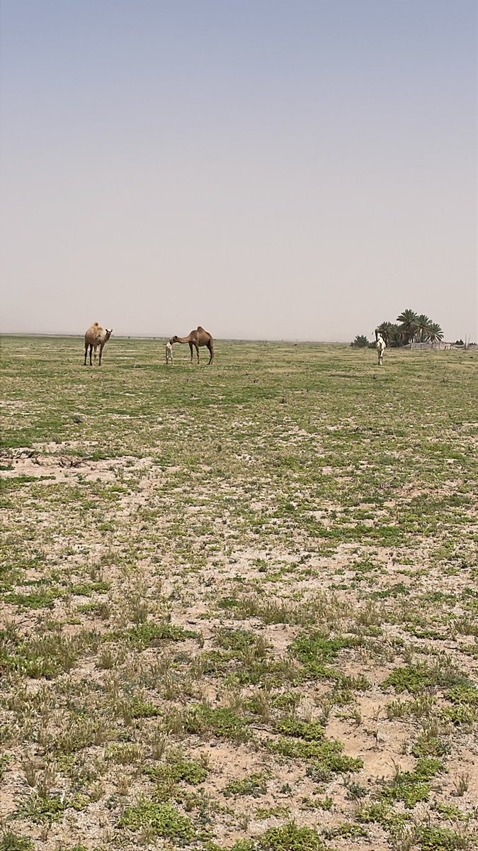 hamad11199's tweet photo. تبختري يا نجد ما فيك عذروب
إلا الكرم والامن والإنشراحة 

كلّك مشاريع وتساهيل ودروب 
ليلك عليل وصبحك يشعّ راحة

#حمد_المخلفي 
#نجد https://t.co/yxT2HaC2mu