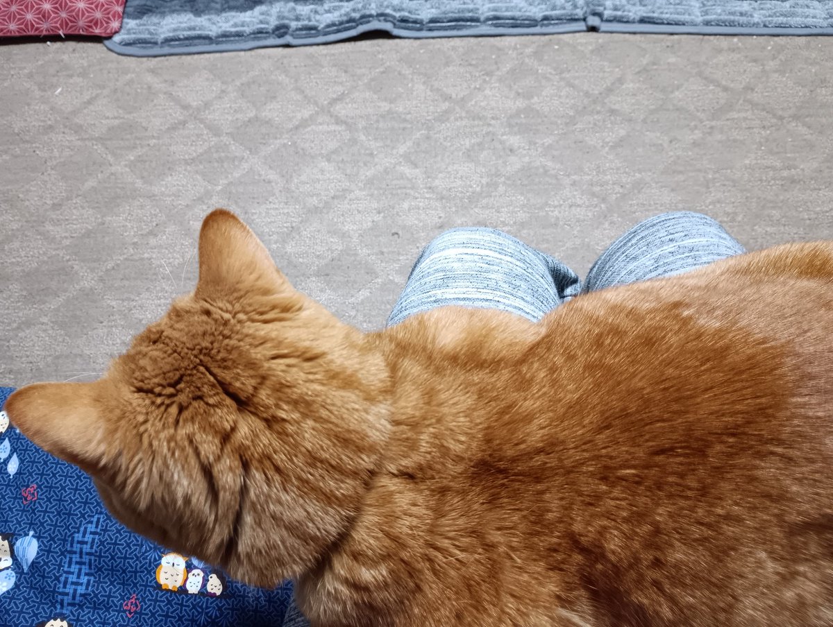 ひなた🐱(マンチカン♂) tweet media