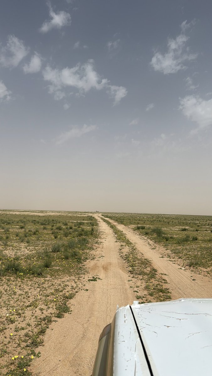 برقاوي tweet media