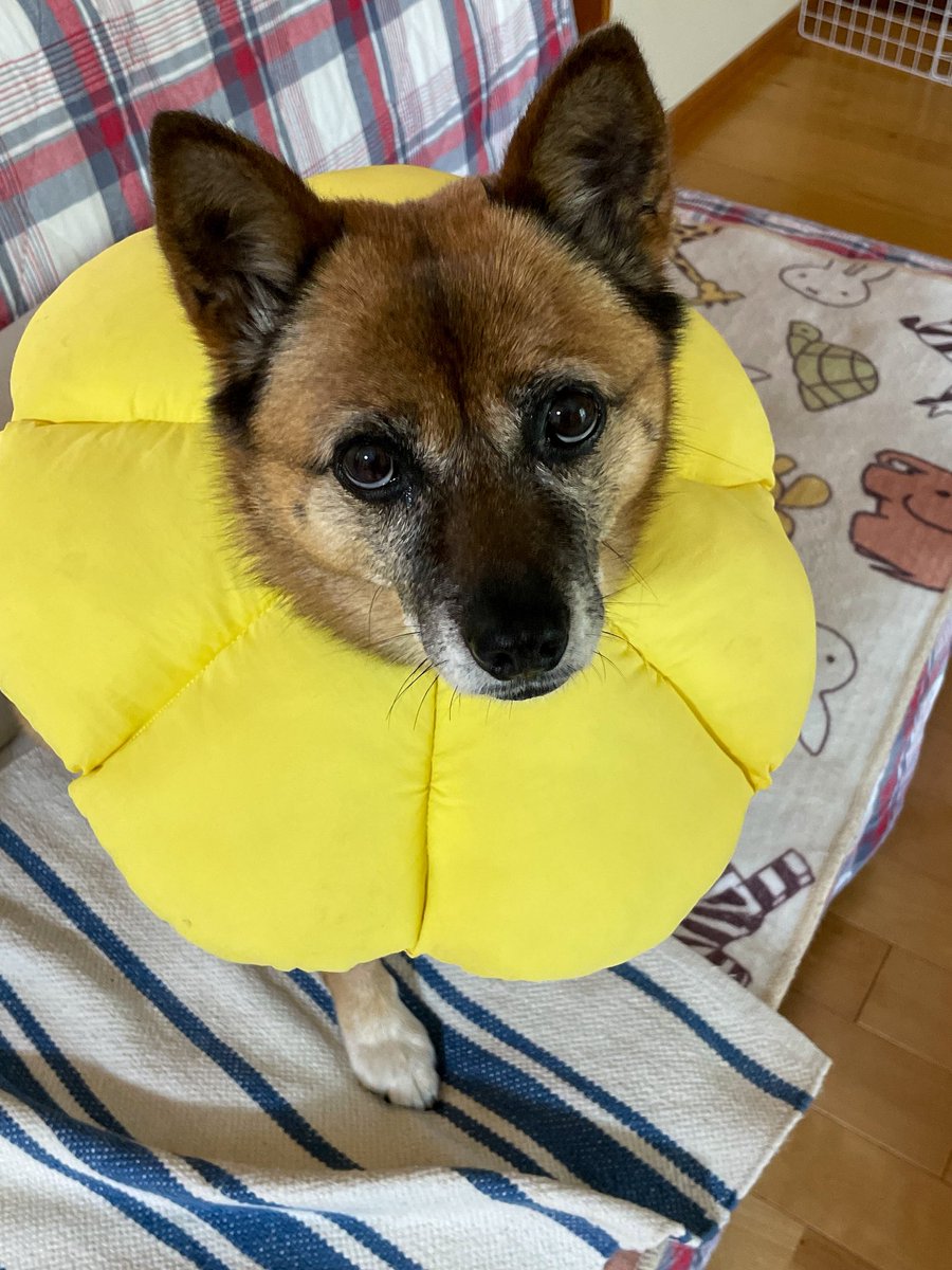 帰省終わり