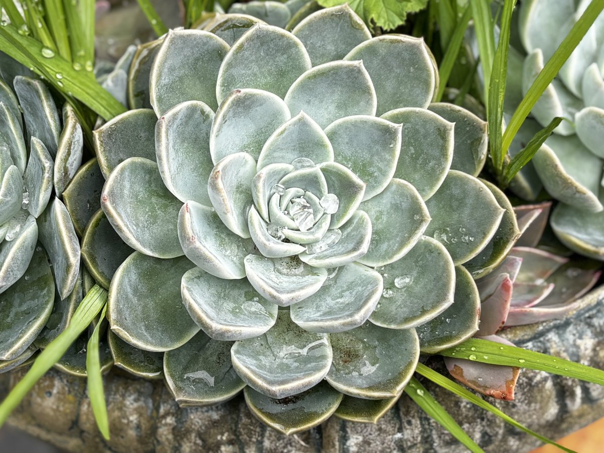 gatvolinthecity's tweet image. After the #rain #succulants are beautiful