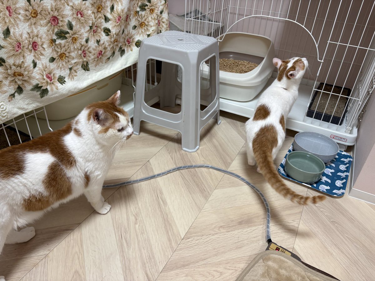 譲渡型保護猫Cafe あおねこ(新潟県田上町) tweet media