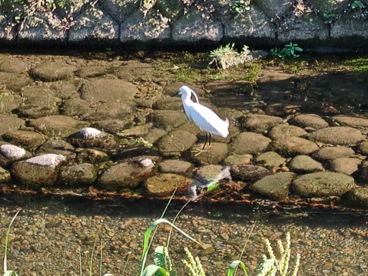 鳥柴 光河 tweet media