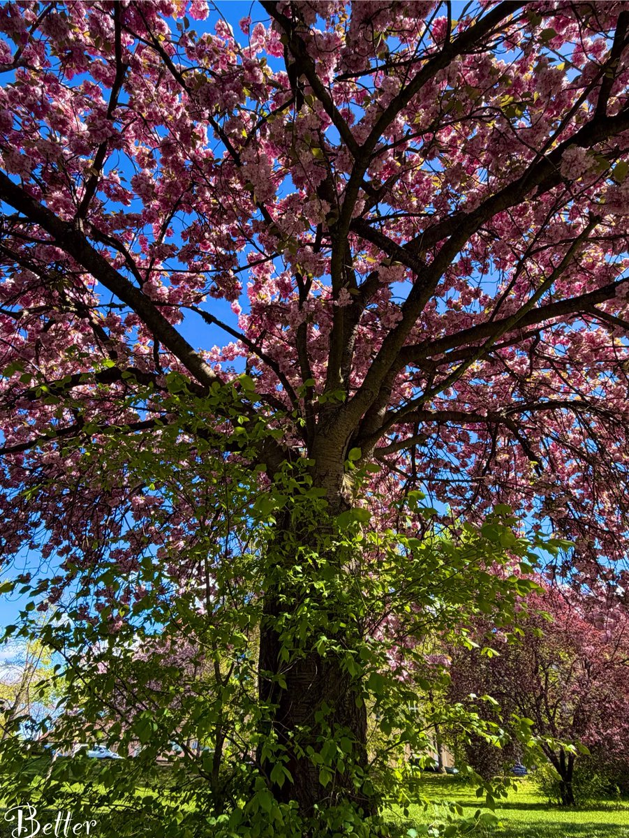 V_B_writes's tweet image. Every flower is a soul blossoming in nature. - Gérard de Nerval.

Have a good day! 🩷
#nature #treepeople #thicktrunktuesday #WritingCommunity