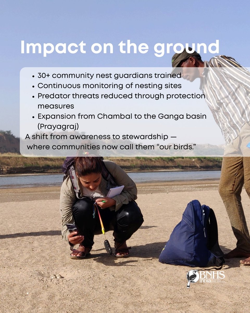 BNHSIndia's tweet photo. A proud moment for the Bombay Natural History Society.
Parveen Shaikh, Scientist D, Head of Riverine Bird program at BNHS, has been awarded the 2026 Whitley Award for her work in protecting the endangered Indian Skimmer.
#BNHS #WhitleyAward #IndianSkimmer #CommunityConservation https://t.co/sdISx3mSyc