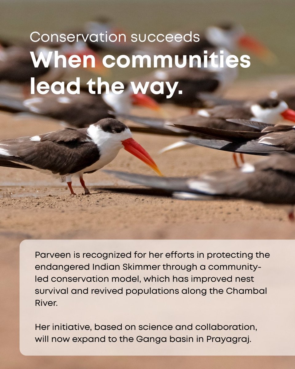 BNHSIndia's tweet photo. A proud moment for the Bombay Natural History Society.
Parveen Shaikh, Scientist D, Head of Riverine Bird program at BNHS, has been awarded the 2026 Whitley Award for her work in protecting the endangered Indian Skimmer.
#BNHS #WhitleyAward #IndianSkimmer #CommunityConservation https://t.co/sdISx3mSyc