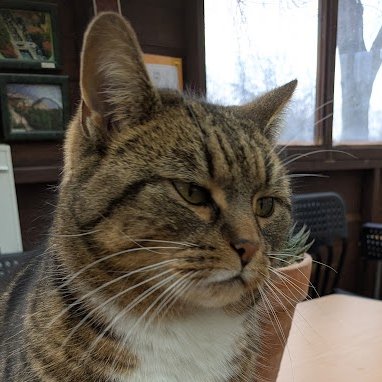Robert Allotment cat,now helped by Janet & Amanda tweet media